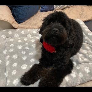 Meet your Posher, Paulo